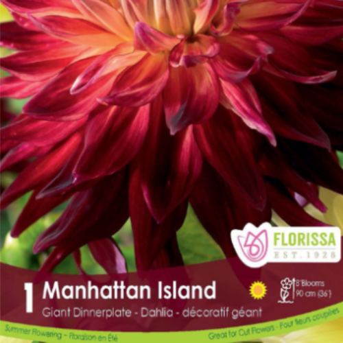 Bulbe de Dahlia Dinnerplate 'Manhattan Island'
