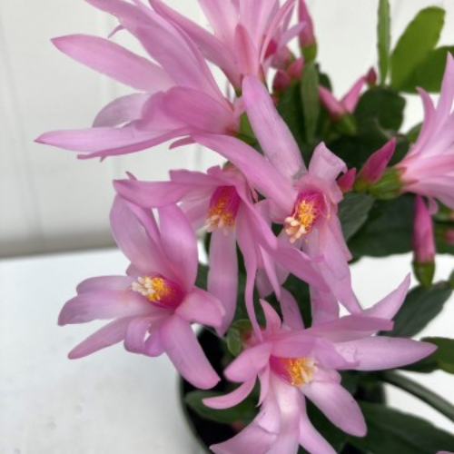 Rhipsalidopsis x Graeseri - Cactus de Pâques  Hatiora