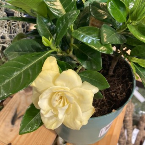 Gardenia jasminoides 'Veitchii' - buisson