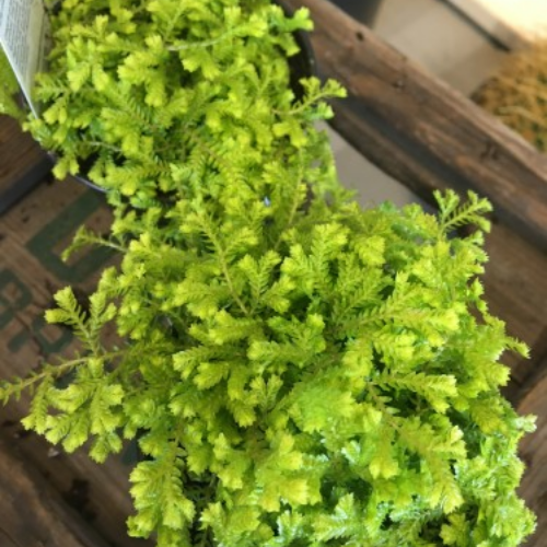 Selaginella Kraussiana 'Aurea' - Club Moss