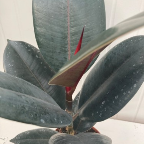 Ficus elastica 'Burgundy' – Plante Caoutchouc