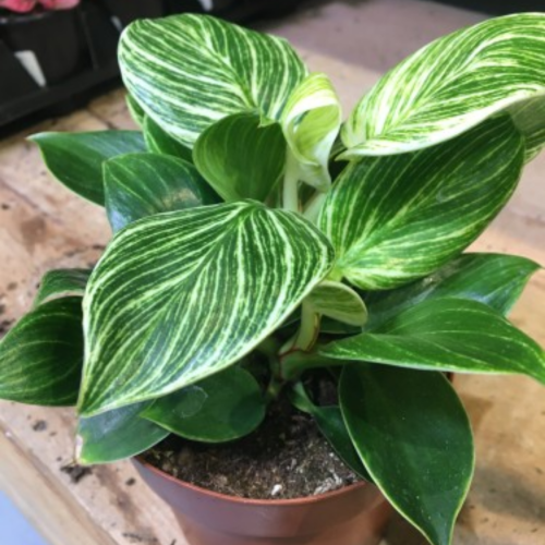 Philodendron erubescens 'Birkin'