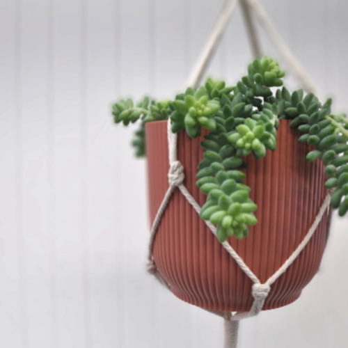 Sedum morganianum 'Burrito'