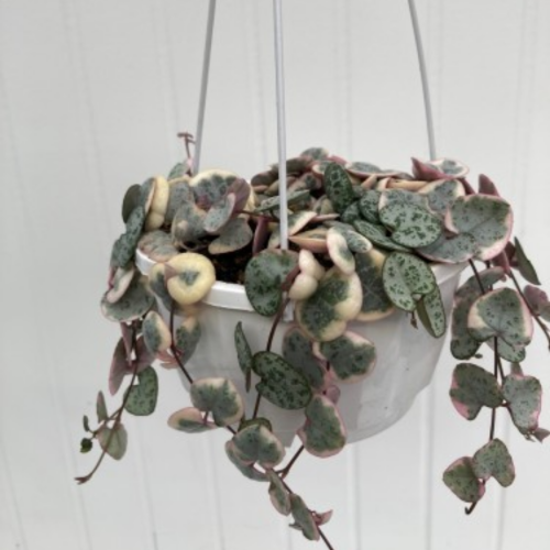 Ceropegia woodii 'Variegata'