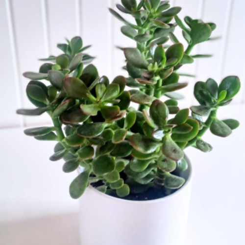 Crassula ovata - Arbre de Jade