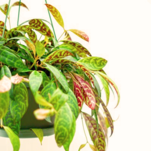 Aeschynanthus marmoratus 'Zebra'