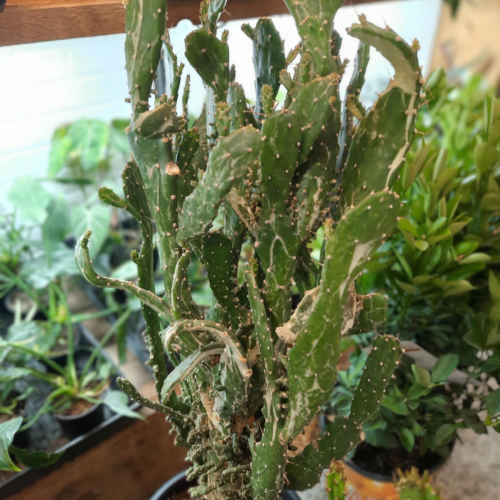 Opuntia vulgaris -  Cactus raquette - 8"