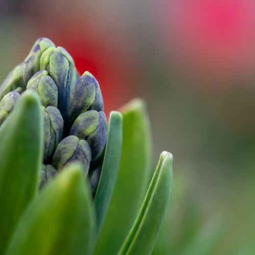 Jacinthes en fleurs - 6"