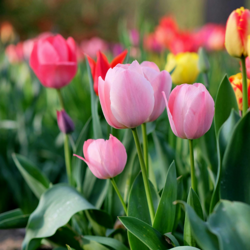 Tulipes en fleurs - 6"