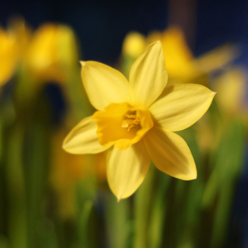 Narcisses en fleurs - 6"