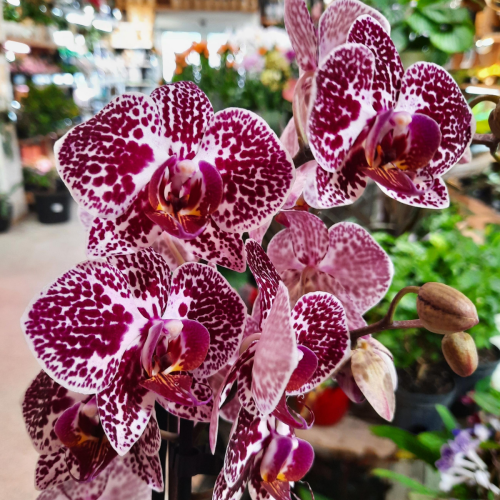 Orchidées Piccola 2 tiges - 3,5"