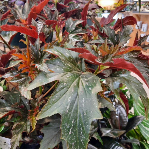 Bégonia 'Angel wings'  - 10"