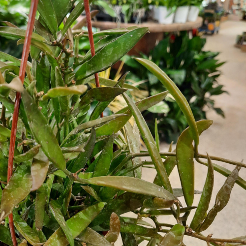 Dischidia 'Philipinensis' - 4,5"