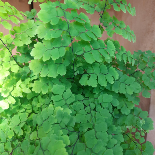 Adianthum 'Fritz-Luthi' - 6"