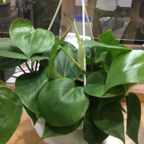 Philodendron hederaceum