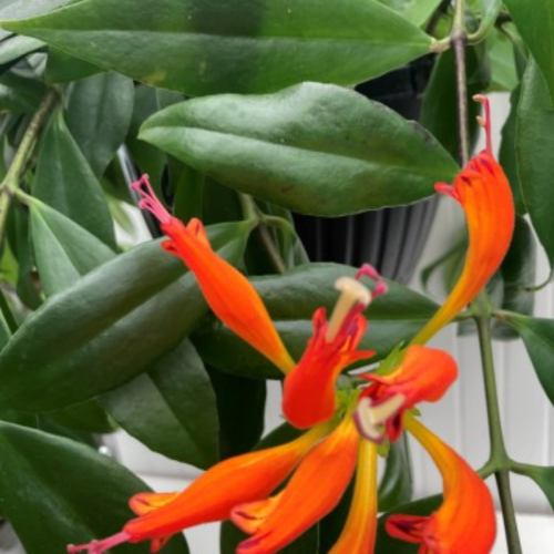 Trichosporum speciosum - Aeschynanthus speciosus