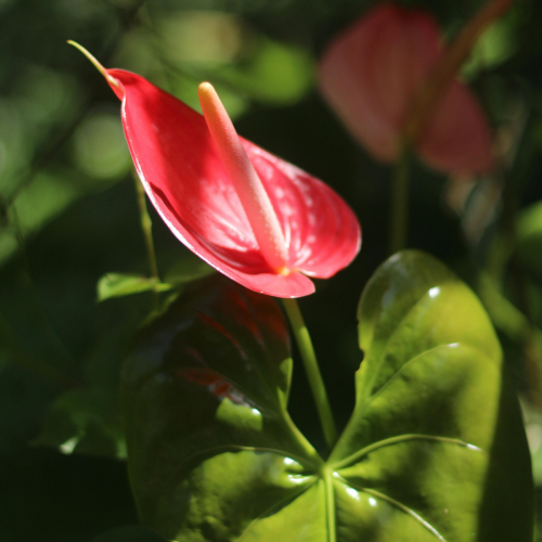 Anthurium ASSORTIS - 4"