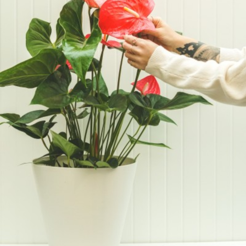 Anthurium andreanum - Langue de Feu