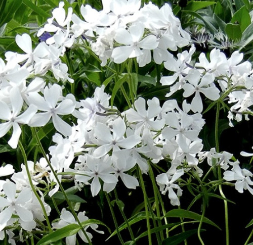 Phlox divaricata 'May Breeze' - 1g