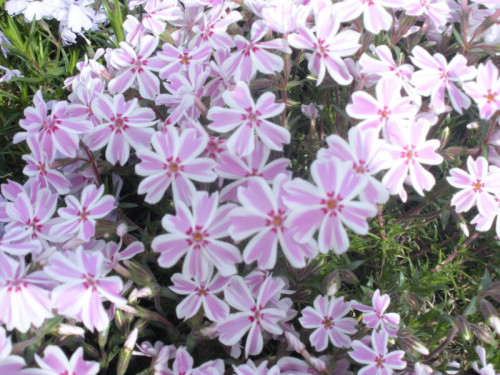 Phlox subulata 'Candy Stripe' - 1g