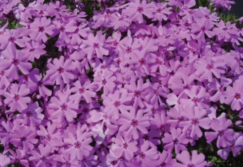 Phlox subulata 'Fort Hill' - 1g