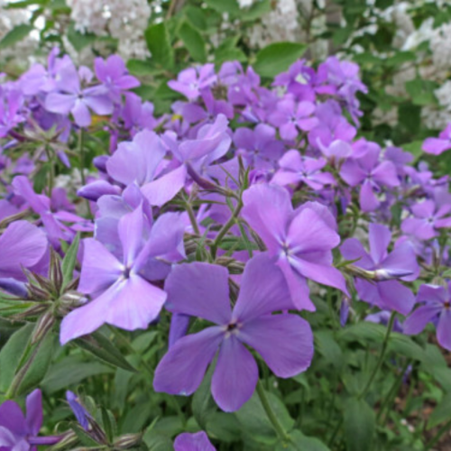 Phlox divaricata 'Blue Moon' - 1g