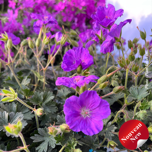 Geranium sanguineum 'Purple Glow' - 1g