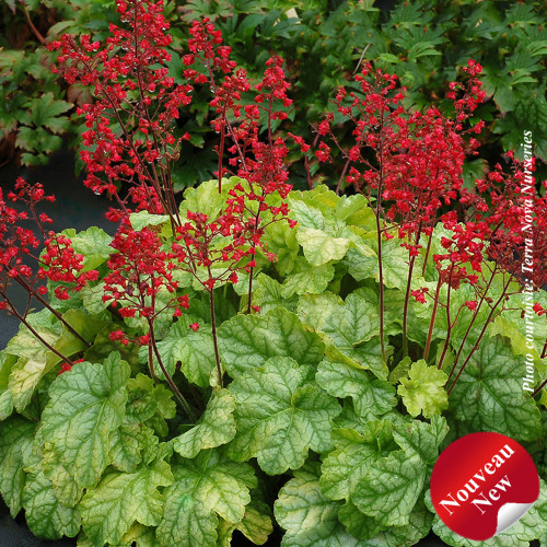 Heuchera 'Tokyo' - 1g