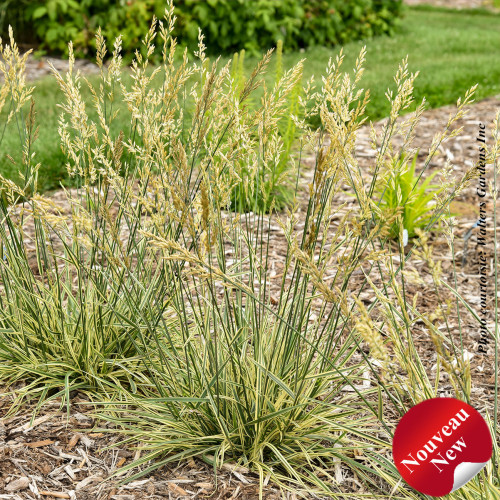 Festuca 'Perfect Edging' - 1g