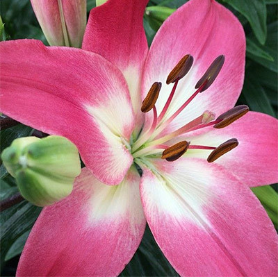 Lilium asiatic 'Tiny Diamond'