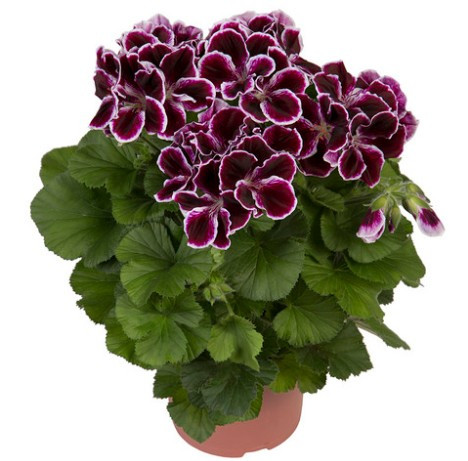 Pelargonium Regal 'Elegans Imperial' - pot 15cm