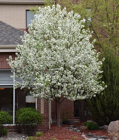 Malus 'Spring Snow'