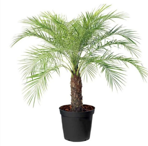 Palmier-Phoenix roebelenii