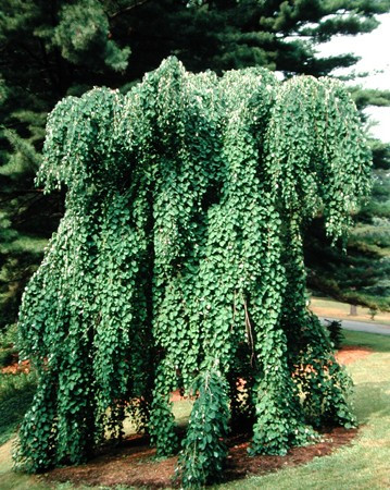 Cercidiphyllum japonicum 'Morioka Weeping' - 175cm