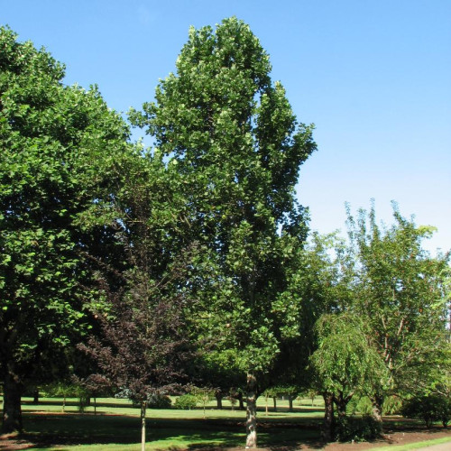 Liriodendron tulipifera 'Fastigiata' 