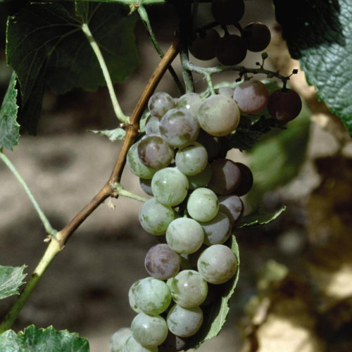 Vigne à raisin 'Himrod'