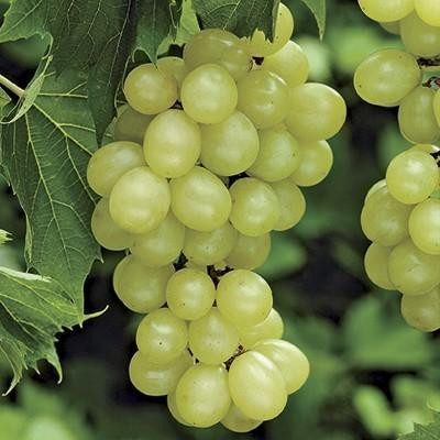 Vigne à raisin 'Niagara' 