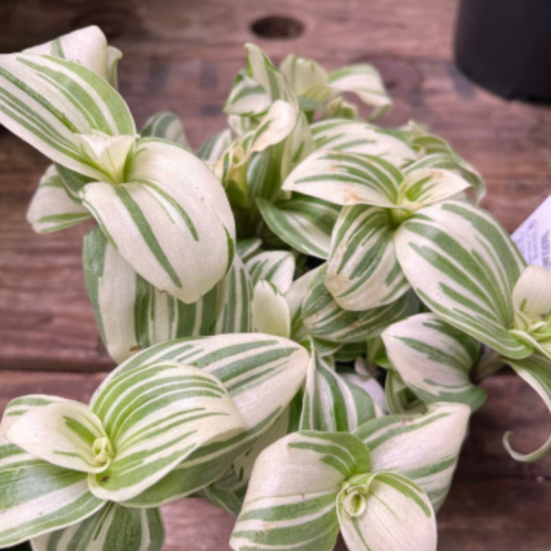 Tradescanthia 'White Beach' - 5"