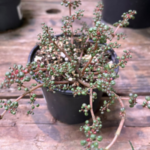 Pilea serpyllacea 'Globosa' - 4.25"