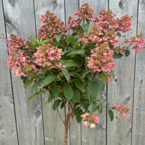 Hydrangea 'Quick Fire' sur tige 