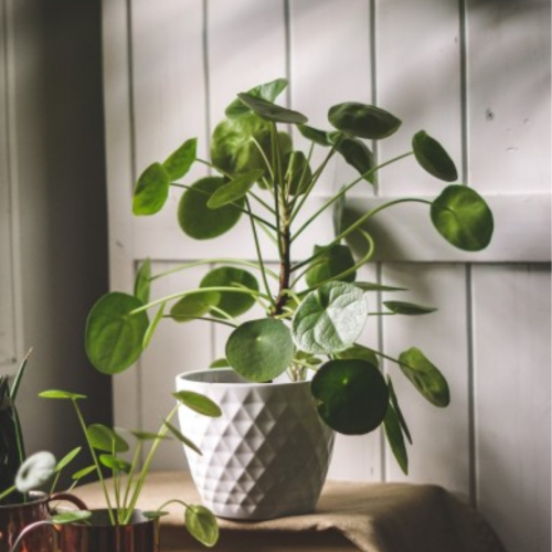 Pilea peperomioides - Plante à monnaie chinoise