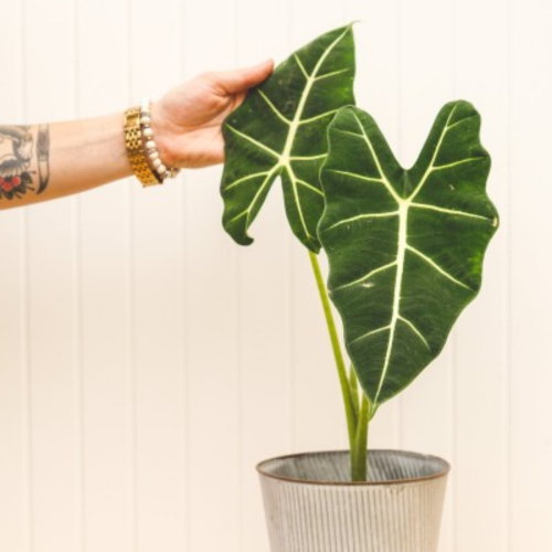 Alocasia micholitziana 'Frydek'