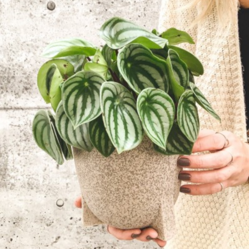 Peperomia argyrea