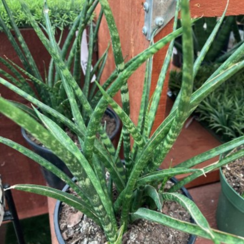 Sansevieria bascularis Mikado 'Fernwood'