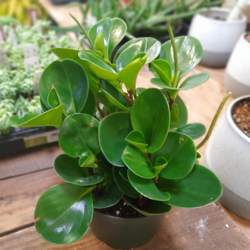Peperomia obtusifolia Vert - 6"