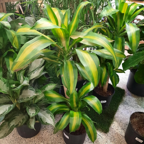 Dracaena 'Massangeana Stump' - 10"