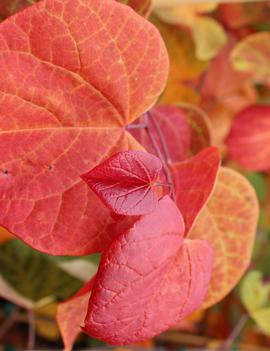 Cercis canadensis 'Hearts a Fire' - 5g