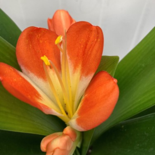 Clivia miniata - Clivie vermillon