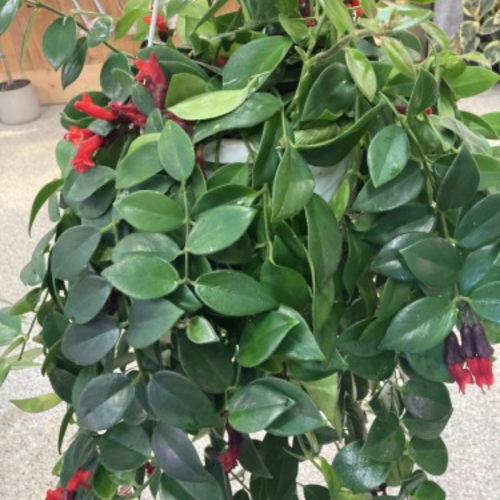 Aeschynanthus lobianus 'Mona Lisa'