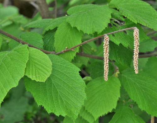Corylus cornuta - 125cm - 10gallons